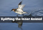 Tzav: Uplifting the Inner Animal