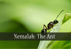 Nemalah: The Ant