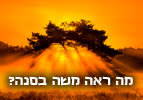 פרשת השבוע שמות - מה ראה משה בסנה?