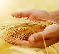 הלכות ספירת העומר (תשע"ג)