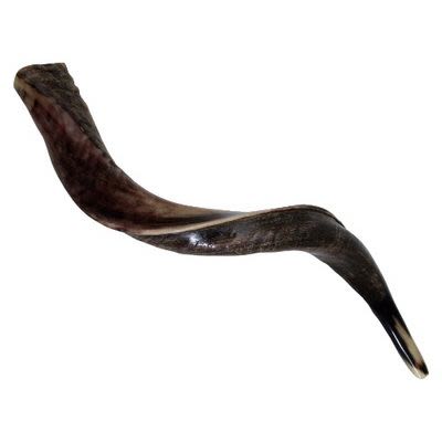 Yemenite Shofar, small