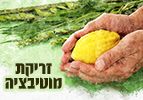 זריקת מוטיבציה